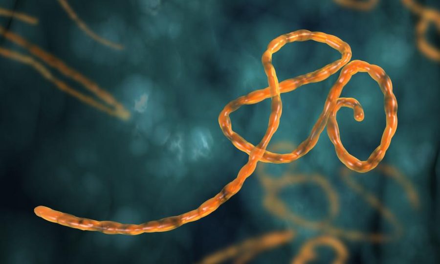 A microscopic view of the Ebola virus.