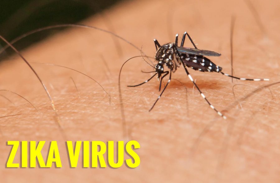 Zika virus being transmitted