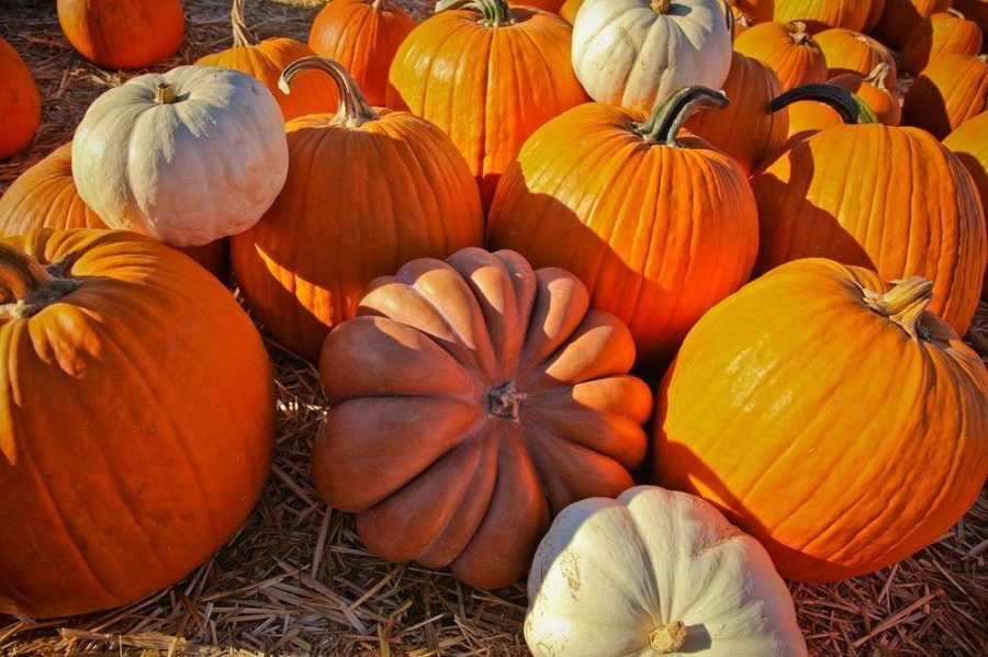 Perfectly shaped pumpkins wait to be chosen at the Enchanted Pumpkin Patch in Brea.
Photo courtesy of yelp