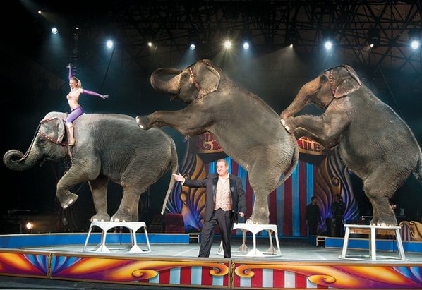 Picture adapted from website Liberty Voice, article Three Elephants Run Away From The Circus in Missouri