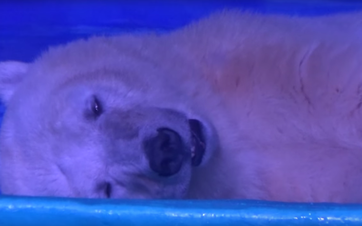 A polar bear at a mall in China. http://www.telegraph.co.uk/