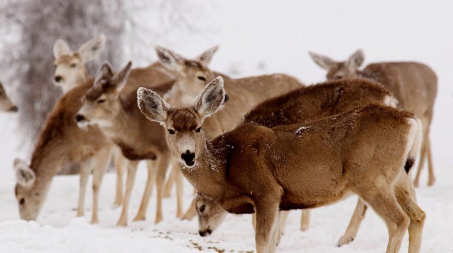 CWD, or chronic wasting disease, slowly spreads throughout the deer population in certain areas of the Unites States.