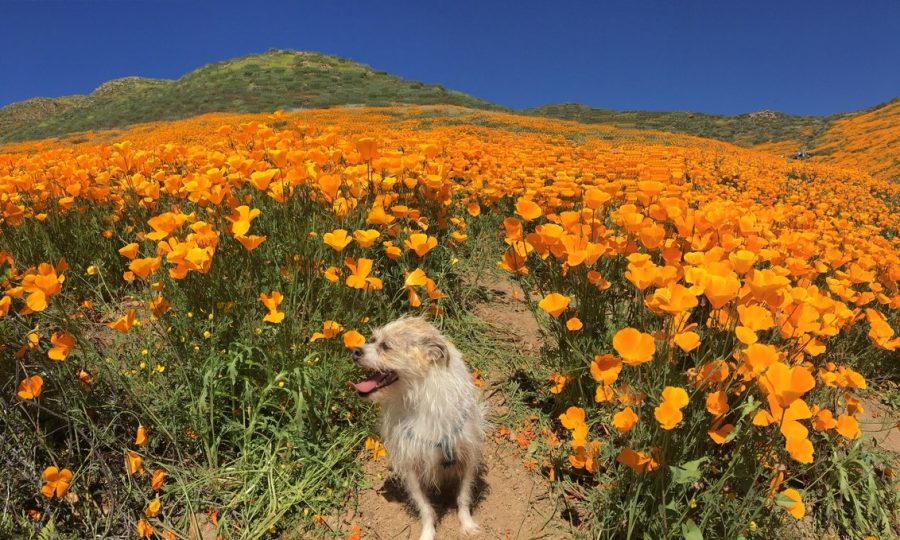 The poppy super bloom in California has attracted thousands of visitors, including this canine visitor pictured above.