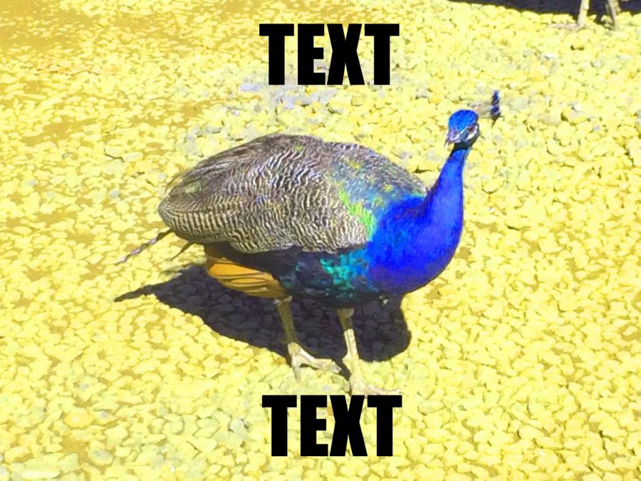 An example of typical characteristics of most memes.  These include text in the Impact font and supersaturated colors.  To do this, I took this old picture of a peacock and edited it using the free GIMP photo editing program.