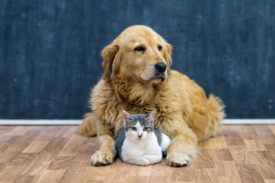 Dogs and cats are the two most popular pet choices in the United States.
