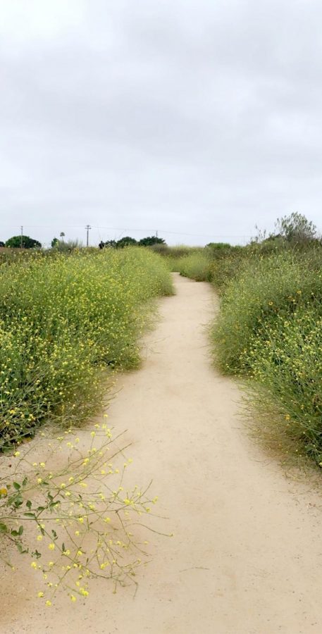 Trail surrounded by yellow sunflowers and daisies while walking around the Newport Marsh.