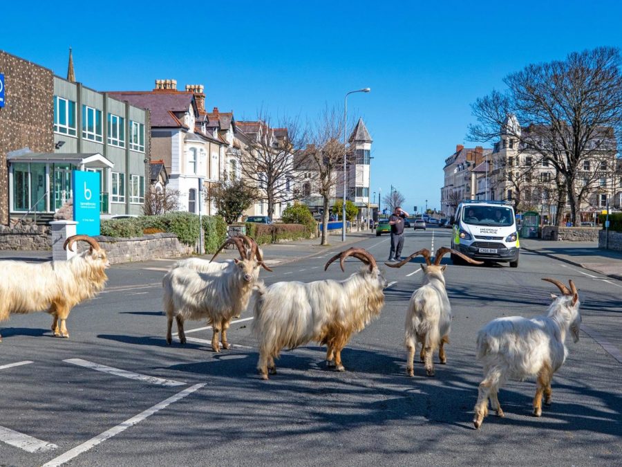 As the coronavirus forces individuals to stay at home, nature has taken over, including this sighting of goats in the streets of a town in Wales.