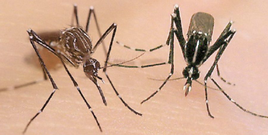 The+Aedes+aegypti+and+Aedes+albopictus+are+the+source+of+all+the+bites+that+are+causing+all+Yorba+Linda+residents+to+itch.