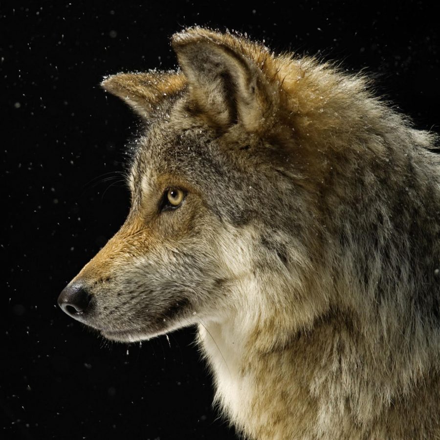 The+grey+wolves+have+surpassed+all+of+the+conservation%2C+goals+to+recovery+have+been+exceeded%2C+and+have+made+it+off+the+endangered+species+list.