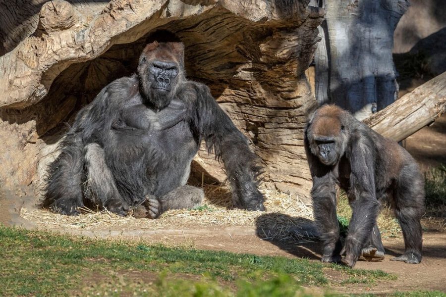 After eight gorillas tested positive for COVID-19 at the San Diego Zoo in January, the zoo decided to give a vaccine created for animals to nine of their great apes.