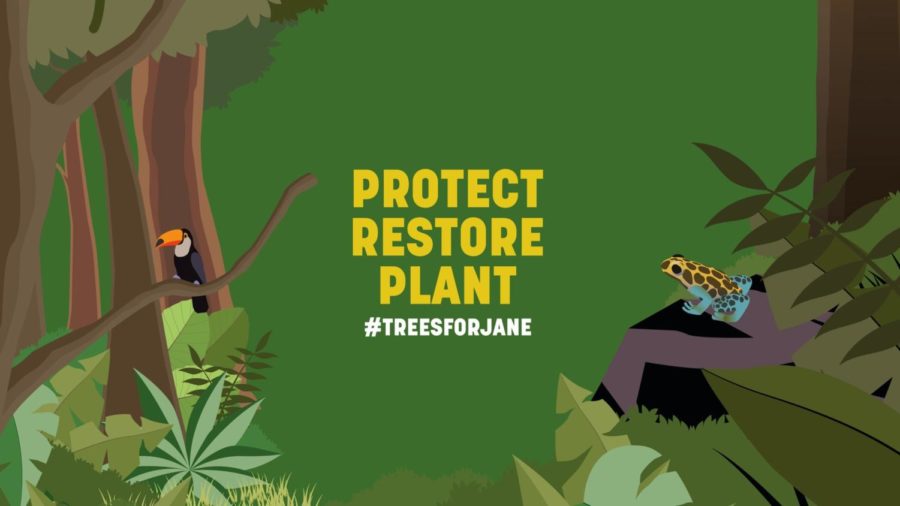 Trees+for+Jane+is+a+mission+that+aims+to+plant%2C+restore%2C+and+protect+trees+around+the+world.