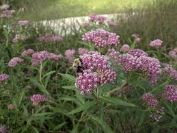 These beautiful milkweed plants are being destroyed all over the US. 
