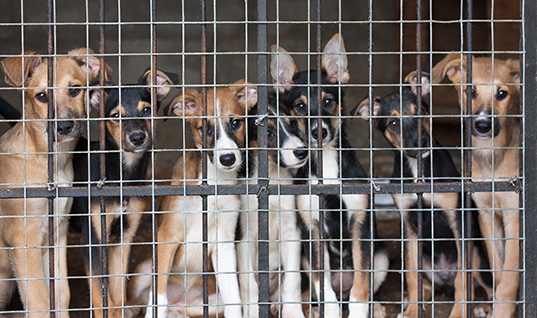Pictured here are dogs at an animal shelter in Texas waiting to be adopted.