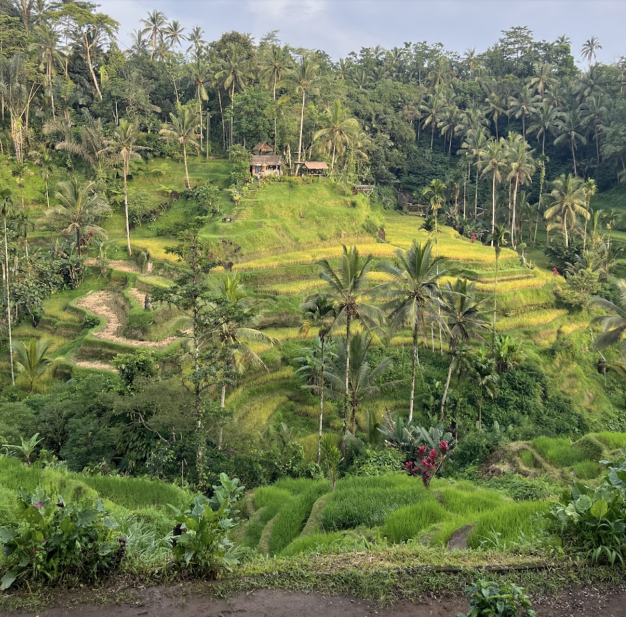 A rice terrace in Tegallalag, Bali with rows of black, white, and brown rice.