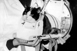 Felicette, a beautiful tuxedo cat, in her space training gear.