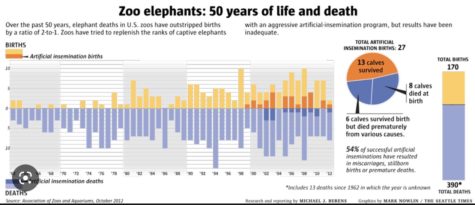 The capturing and encaging of elephants has increased the death rate significantly.