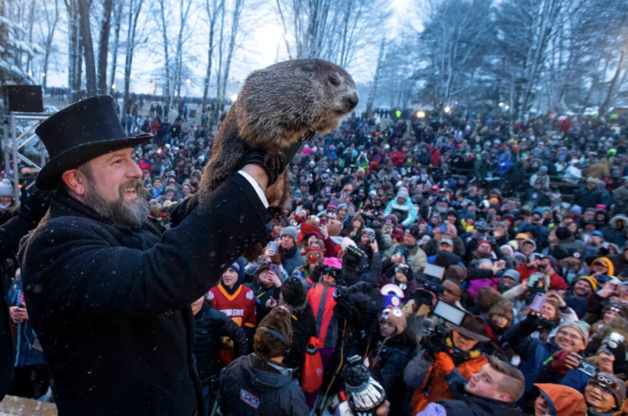 Punxsutawney Phil making his prediction of the weather for the next 4 weeks.