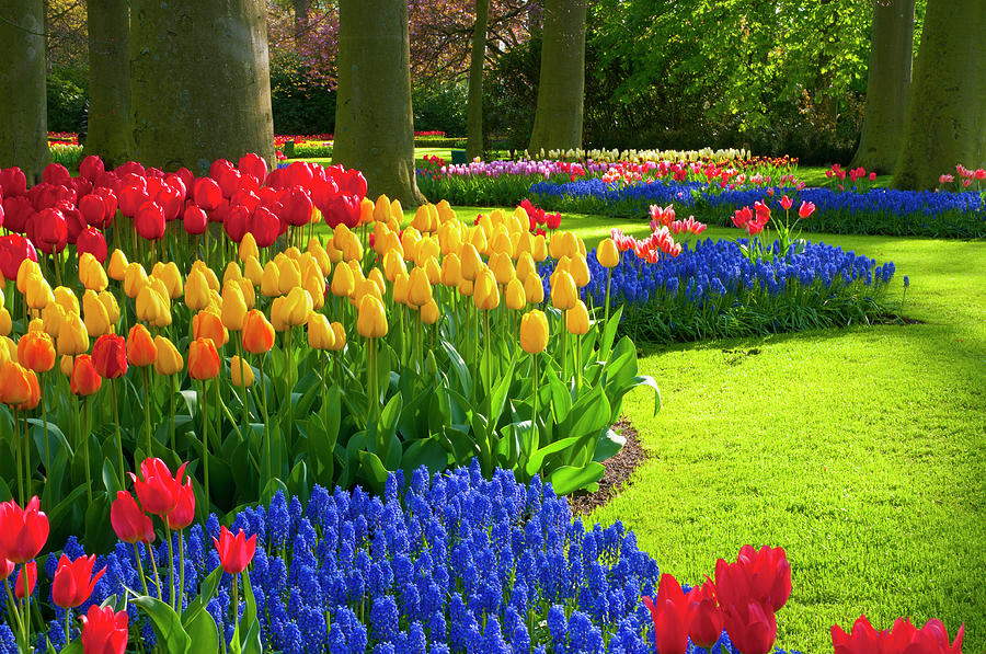 Many flowers bloom during the spring, making a beautiful sight to see. 