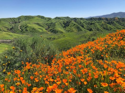 Chino Hills State Park welcomes hikers, bikers, and horseback riders to explore the trails this spring.