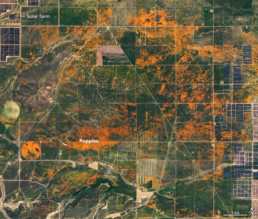 Californias superbloom can easily be seen from space this year.