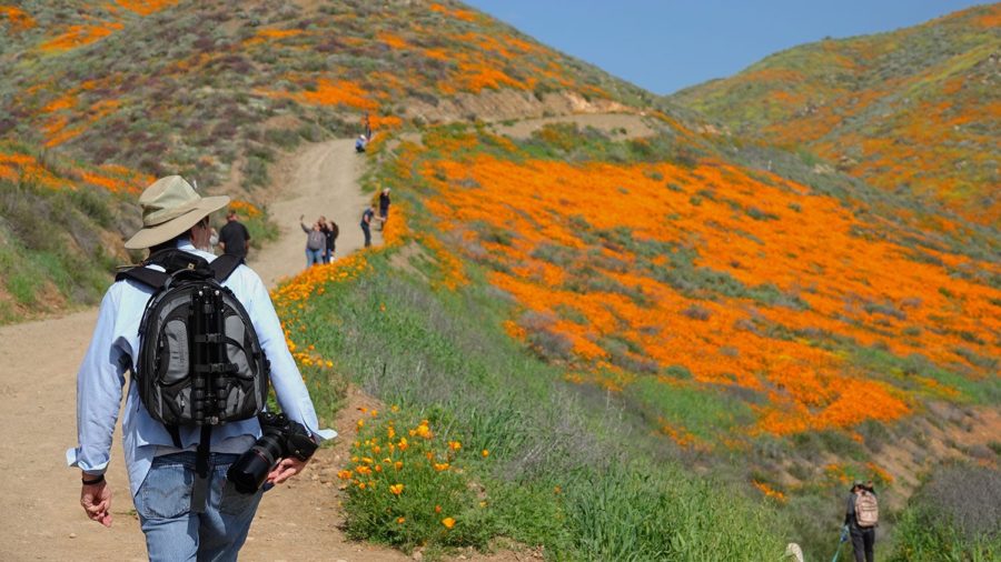 When visiting the superbloom, leave the area better than you found it to protect the wildlife for future visitors.