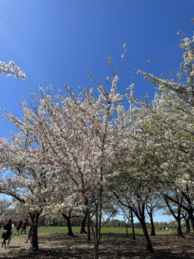 Spring time has began and Washington D.C. is looking amazing with the Cherry Blossoms. 