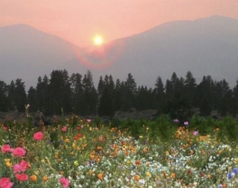 A pastel pink sky is a beautiful contrast beside the field of flowers that  grow below
