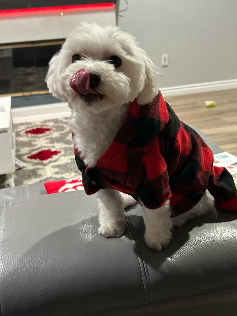 Megan Joshua’s dog, Coco, enjoying a cold Christmas in comfy clothes. 
