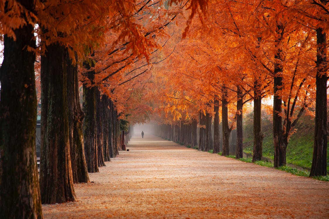 November is well-known for trees turning into their warm orange colors.