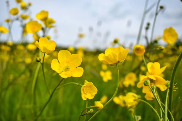 Buttercups are often used to convey messages of happiness and cheerfulness.