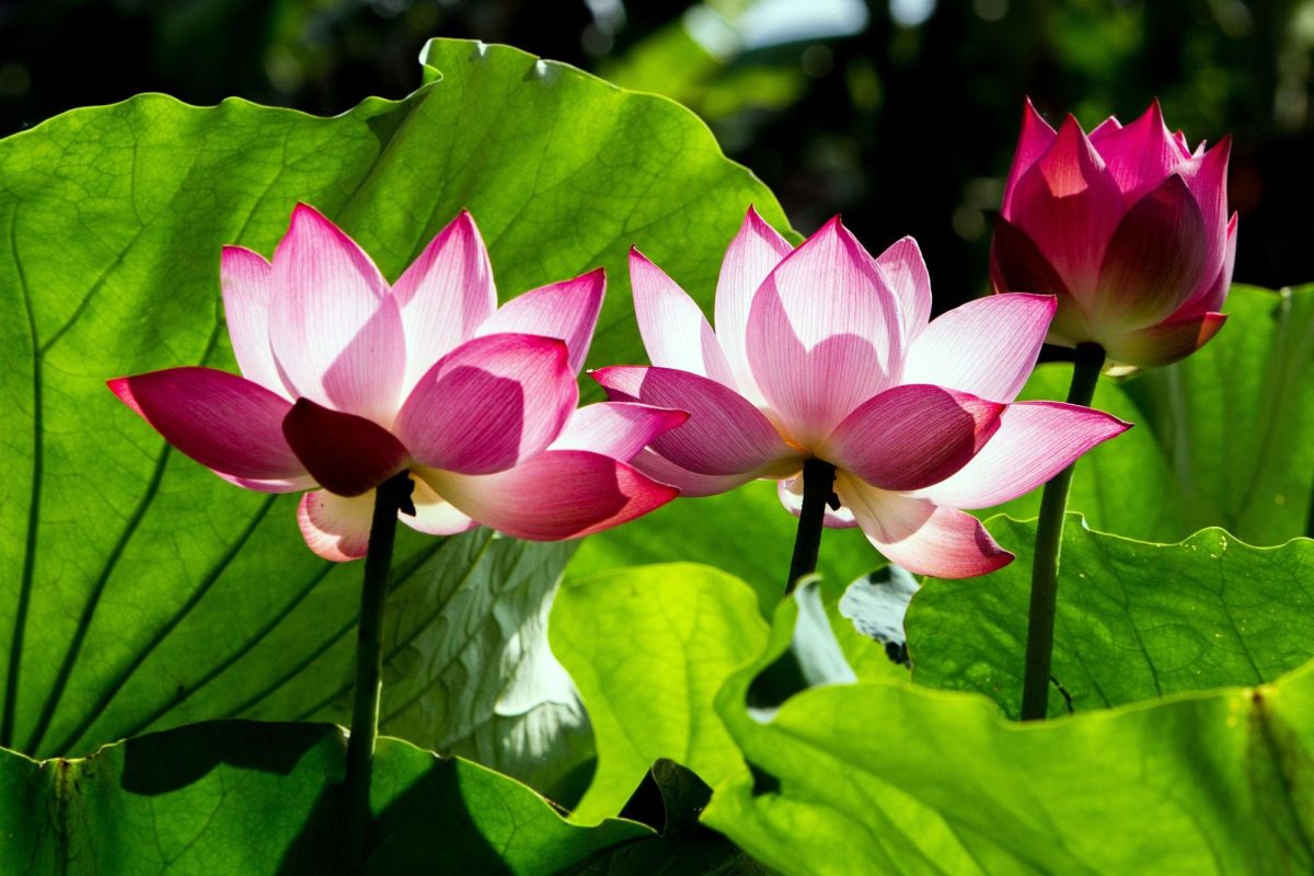 The lotus flower is often associated with purity, enlightenment, and spiritual awakening.