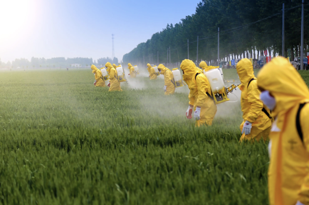 As pictured, toxic pesticides are being sprayed that will end up on the dinner table of millions of Americans. 