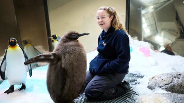 Pesto flaunting his flippers alongside his penguin keeper