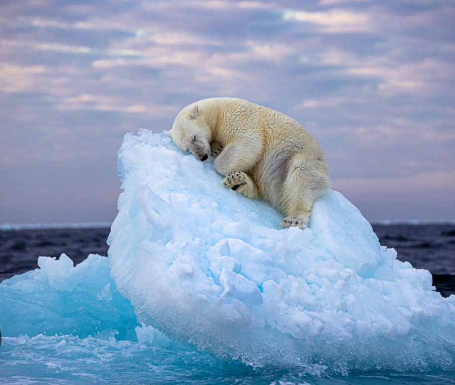 Sad, starving polar bears suffer the consequences of climate change.