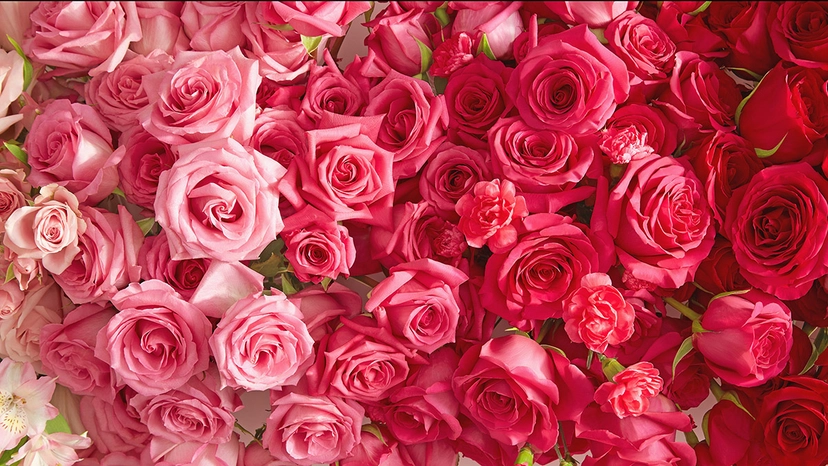 Ever since the 17th century, roses have represented a gesture of love, especially on Valentine’s Day.