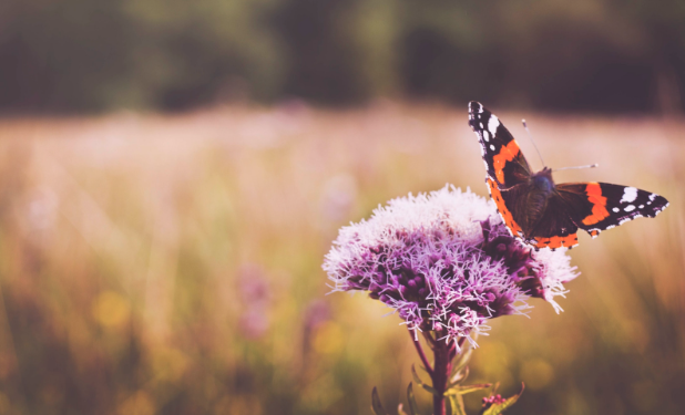 Just like the flap of a butterfly's wings, every small choice creates ripples that shape the course of our lives in ways we may never fully understand.
