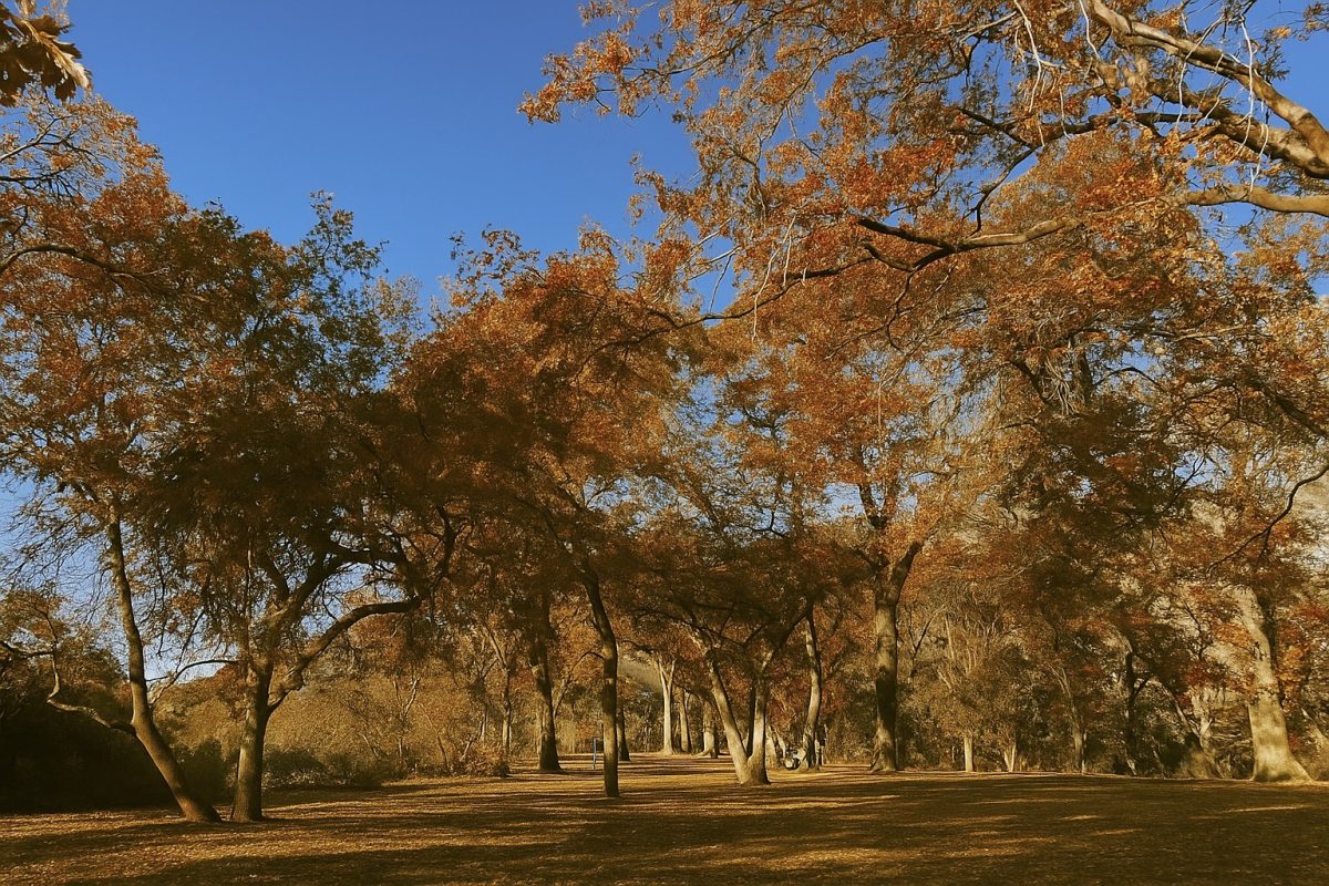 As autumn approaches and the leaves begin to change colors, different hues of orange, red, and yellow paint the trees. 
