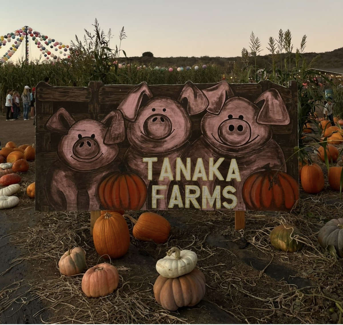One of Orange County’s largest pumpkin patches in Irvine! 