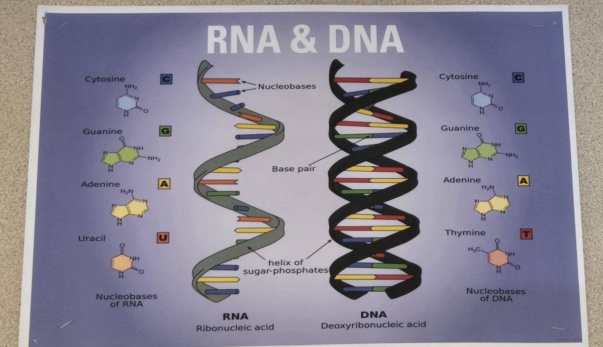 Our genetics are made up of the nitrogen bases adenine, thymine, cytosine, and guanine, where adenine is paired with thymine and cytosine is paired with guanine. Disorders are caused when the proteins are incorrect. This occurs when the base sequence is changed since the bases are read in groups of three to form a protein. Gene editing is a process that allows for the correction and repair of incorrect bases, thereby curing disorders.